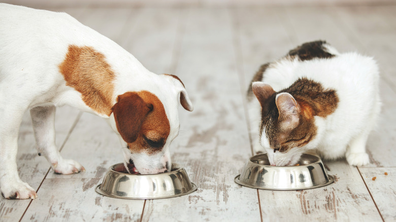 A Jack Russell terrier and a cat eat opposite each other