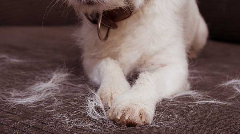 A pet sits on a brown couch and leaves lots of white fur behind